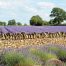 GC307 Lavender Fields