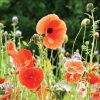 GC371 Poppies