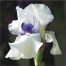 GC231 Purple Iris