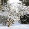 GC253 Westonbirt