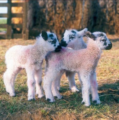 GC203 Lambs