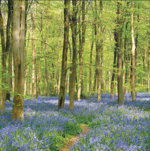 GC217 Bluebell Glade
