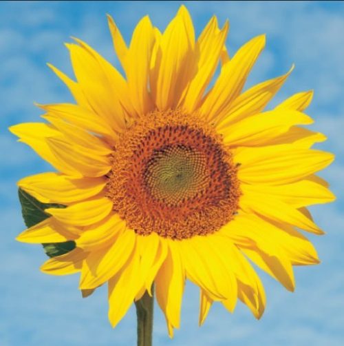 GC221 Morning Sunflower