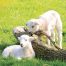 GC82 Spring Lambs