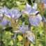 GC141 Summer Irises