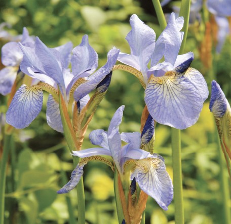 GC141 Summer Irises