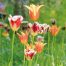 GC153 Tulip Meadow