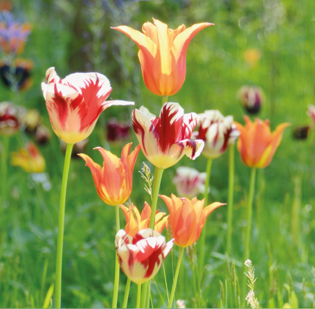 GC153 Tulip Meadow