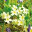 GC186 Woodland Primroses