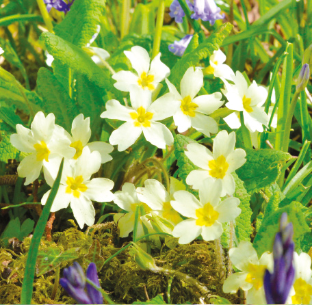 GC186 Woodland Primroses
